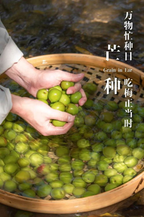 六月梅熟谷飄香 青梅與谷類作物的豐收時節